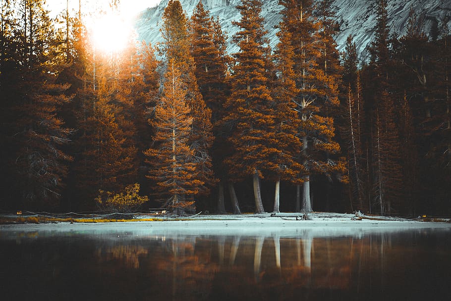 seashore near pine trees, waterfront, tranquility, beauty in nature HD wallpaper