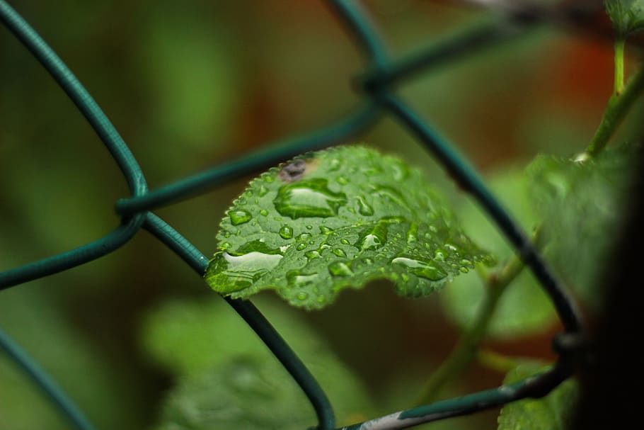 leaf, leaves, plant, spring, nature, green, fruit, food, garden HD wallpaper