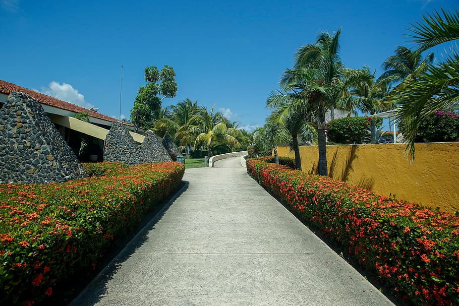 outdoors, arbour, garden, cuba, santa lucia, plant, walkway, HD wallpaper