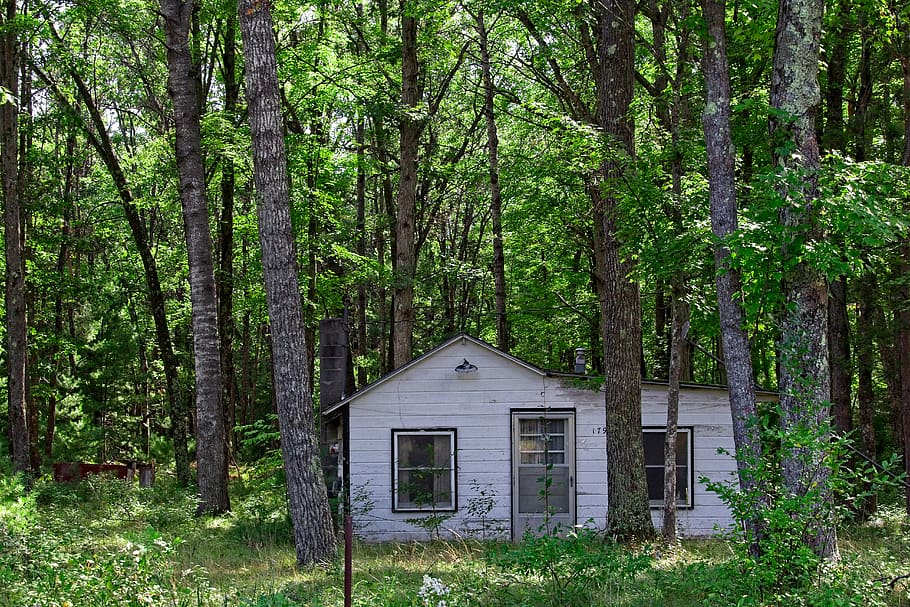 white cabin in forest, hut, nature, outdoors, shelter, countryside HD wallpaper