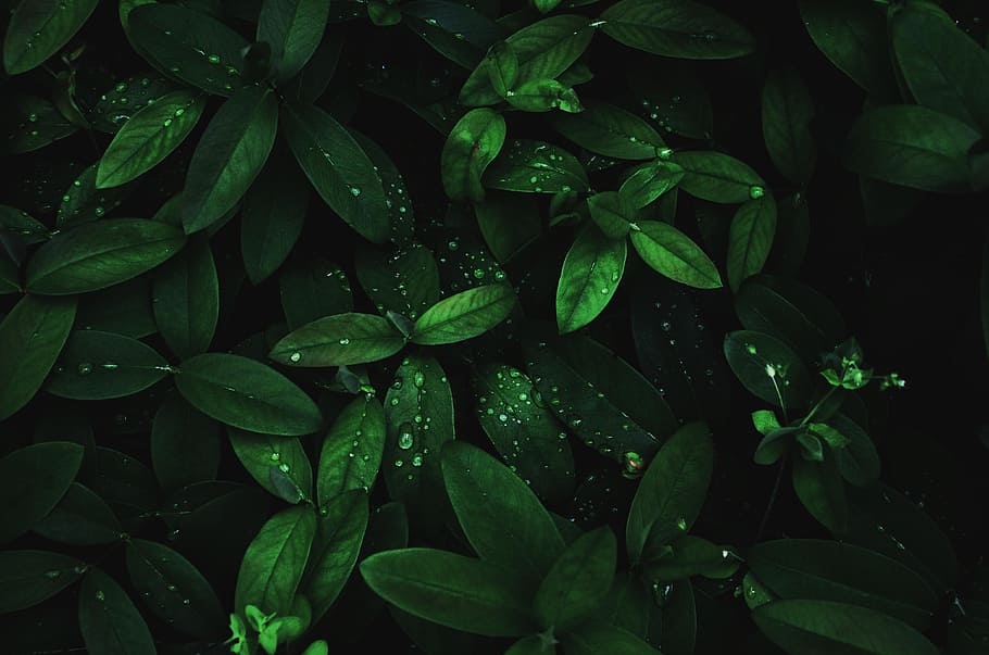 HD wallpaper: green-leafed plant wallpaper, waterdrop, three, greenery,  green leaf | Wallpaper Flare