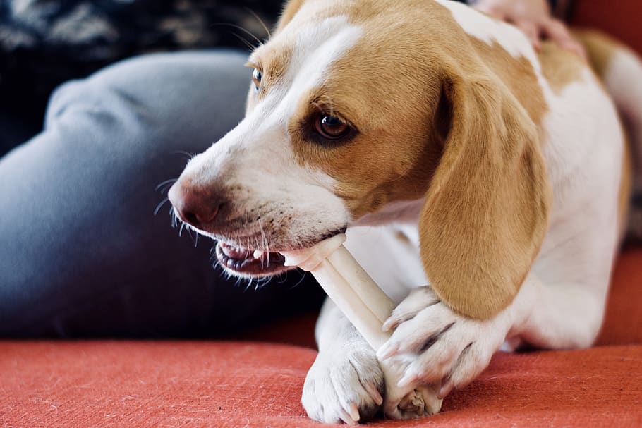 dog eating bone, mammal, canine, one animal, pets, domestic animals HD wallpaper
