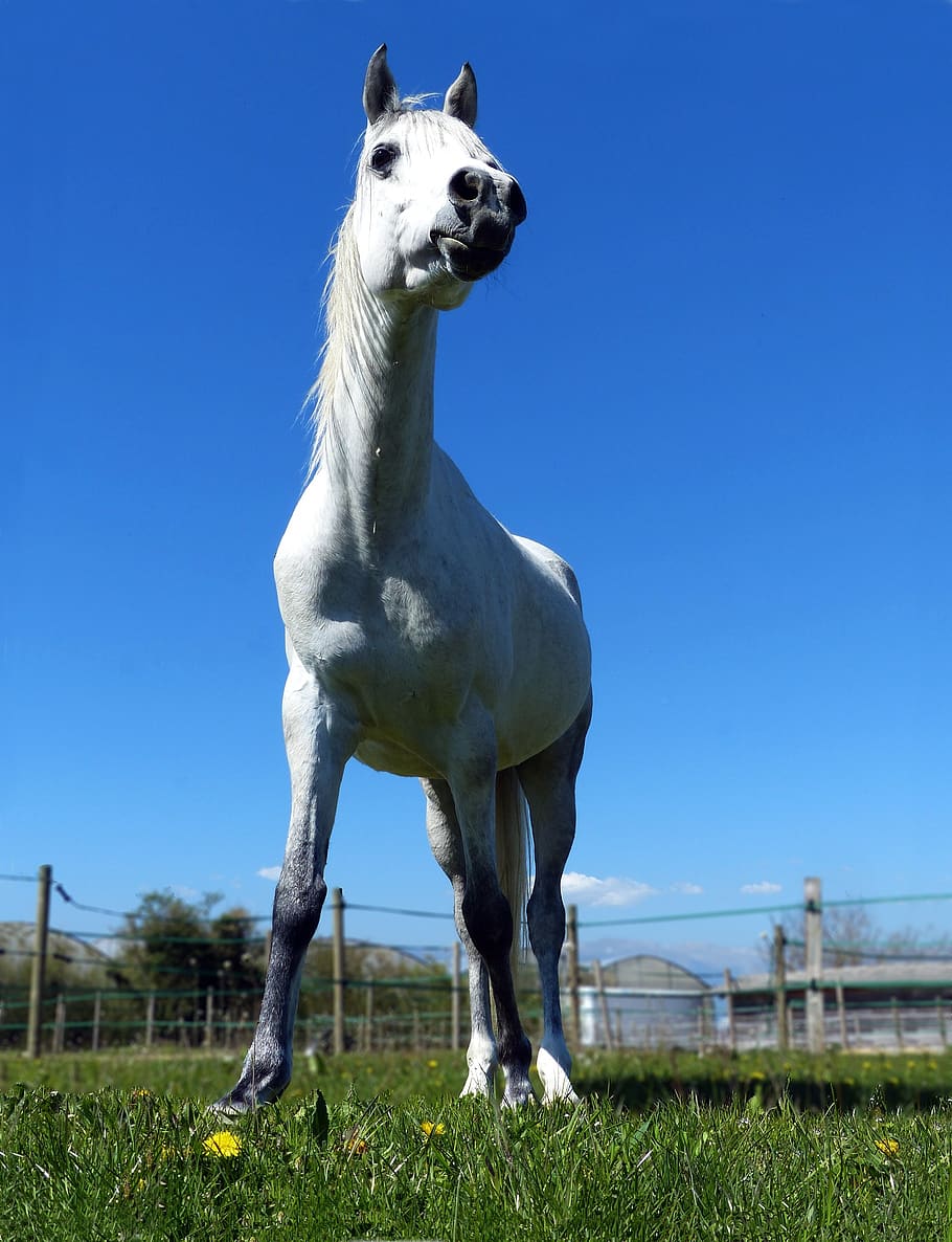 thoroughbred, arabic, white, head up, nature, pre, animal, equine HD wallpaper