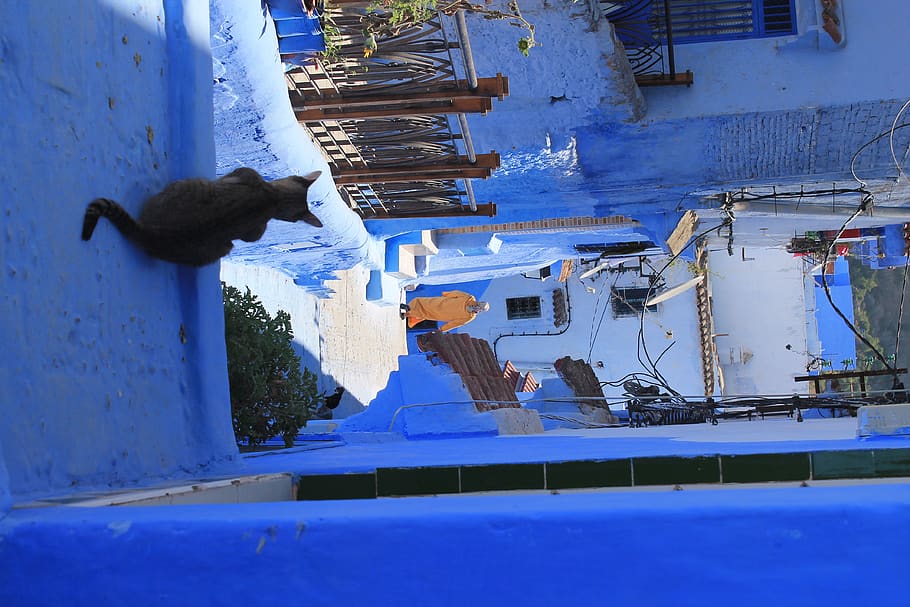 morocco, chefchaouen, blue, cat, chefchoauen, marocco, architecture