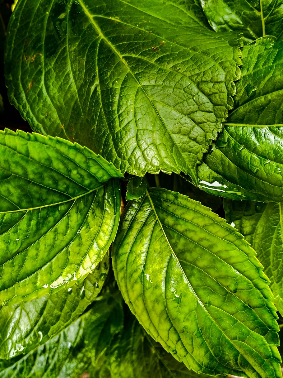 Green Leaves, close-up, leaf, plant part, green color, growth HD wallpaper
