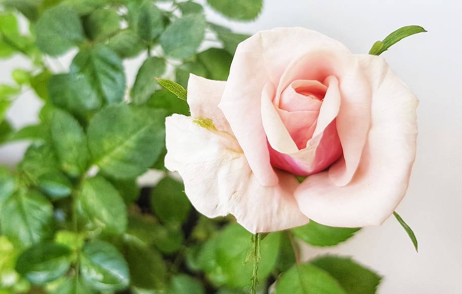rose, background, pink, flora, botanica, nature, plant, roses, HD wallpaper