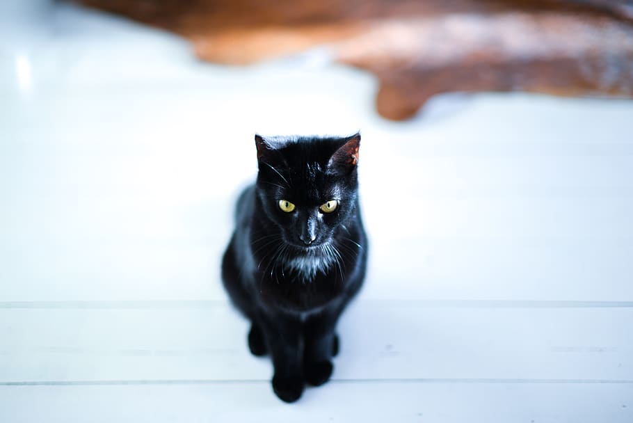 black, cat, sitting, pet, animal, feline, kitten, mammal, portrait HD wallpaper