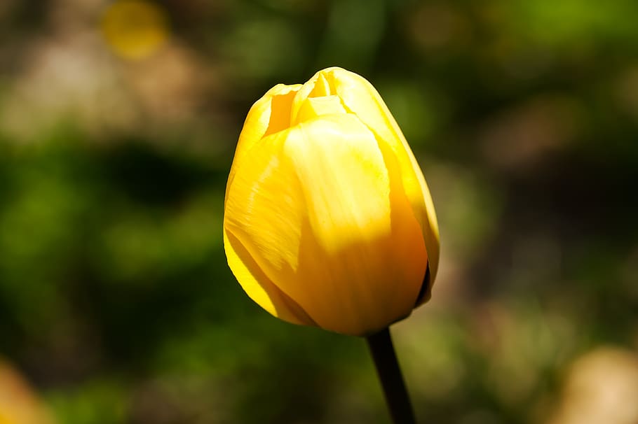 bleed, tulip, flowers, spring, garden, nature, yellow, spring flowers HD wallpaper