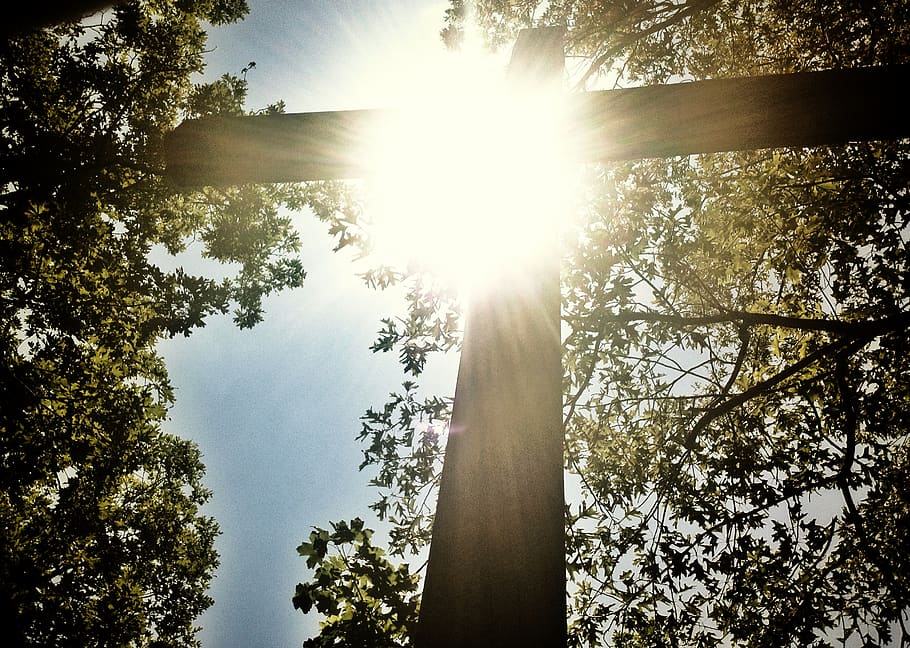 tree, plant, sky, sunlight, sunbeam, low angle view, nature HD wallpaper