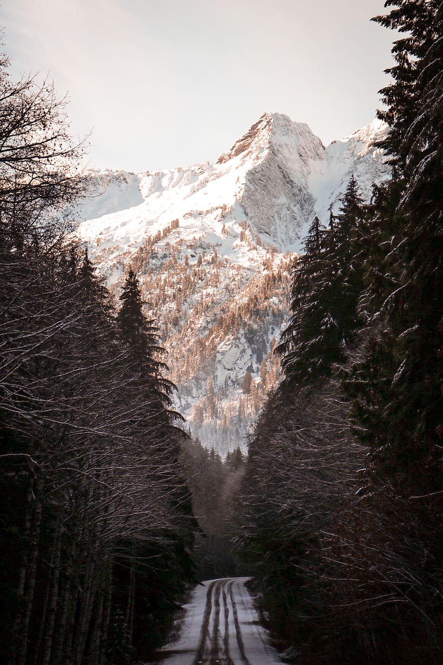 mountain surrounded by trees, sky, no people, snow, nature, day HD wallpaper