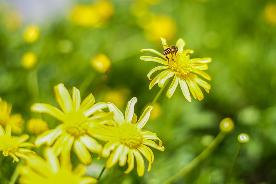 bee, bees, flower, plant, macro, close, close-up, closeup, yellow HD wallpaper