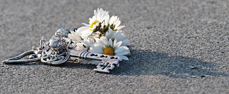 key, heart, daisy, love, wood, valentine's day, symbol, romance HD wallpaper