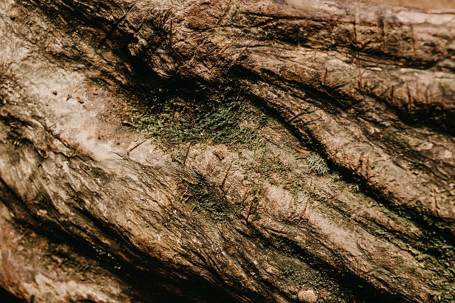 HD wallpaper: close up photography of brown wood trunk, tree trunk