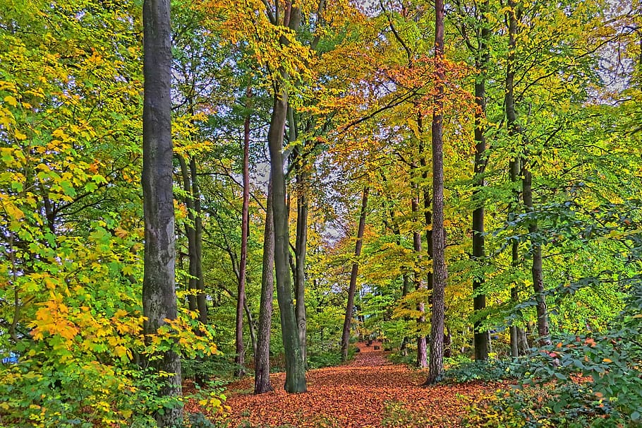 autumn forest, forest path, high dynamic range, bright, colorful HD wallpaper