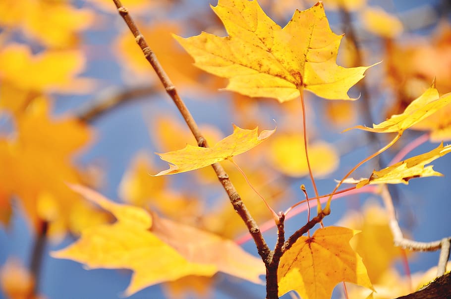 autumn, maple, lyrics, tree, sky, leaves, nature, landscape HD wallpaper