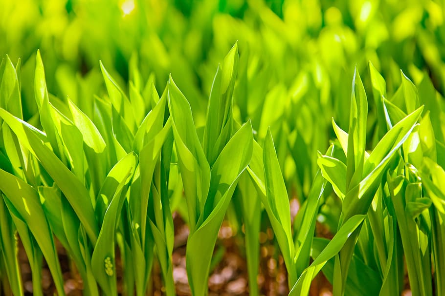 con2011, background, field, fresh, garden, grass, green, growth HD wallpaper