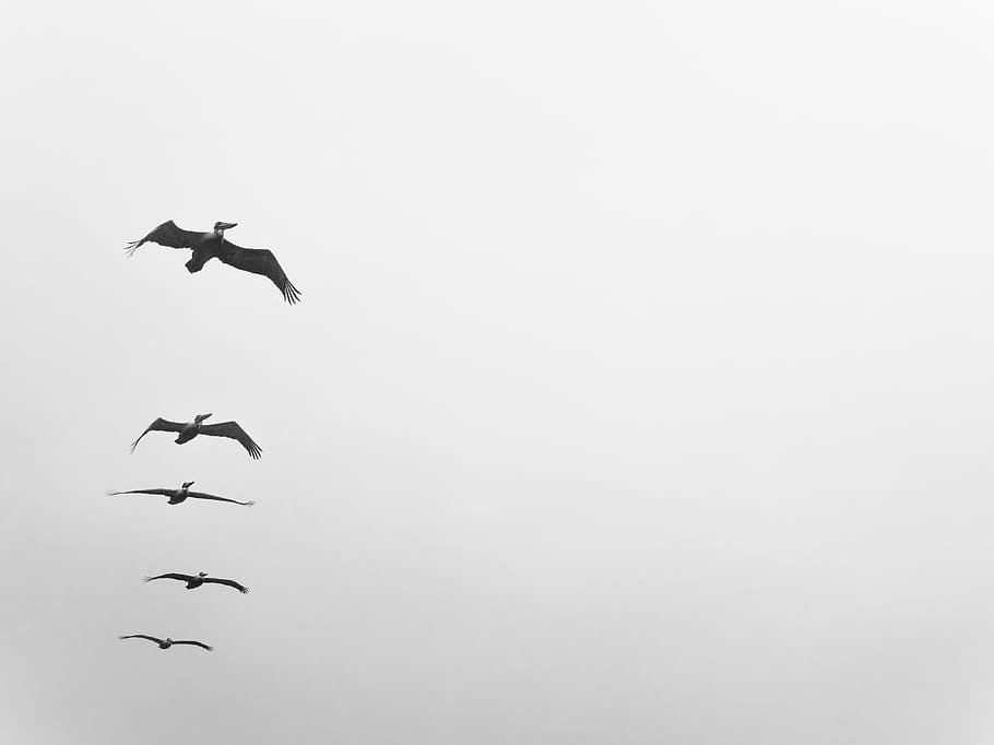 HD wallpaper: five birds flying on grayscale photo, minimal, repetition ...