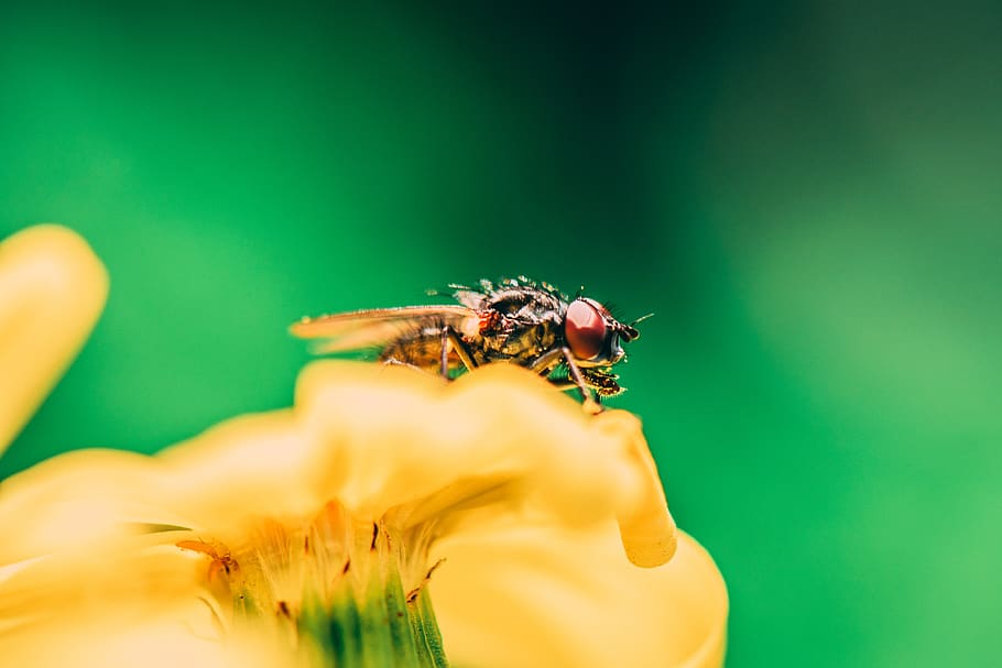 housefly on yellow flower, hornet, bee, insect, andrena, animal, HD wallpaper