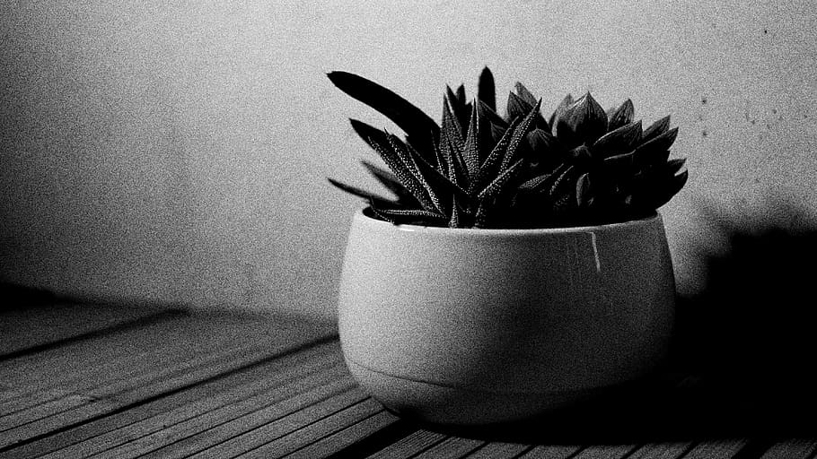 grayscale photo of potted succulent plant, flora, aloe, black and white