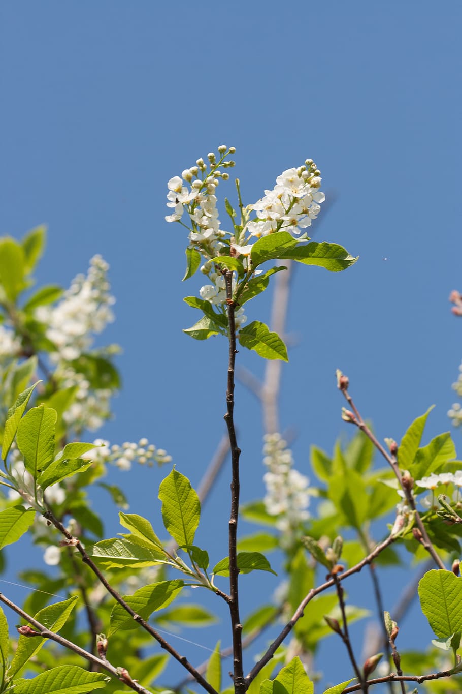 beautiful, blossom, bright, bunch, closeup, detail, flora, floral HD wallpaper