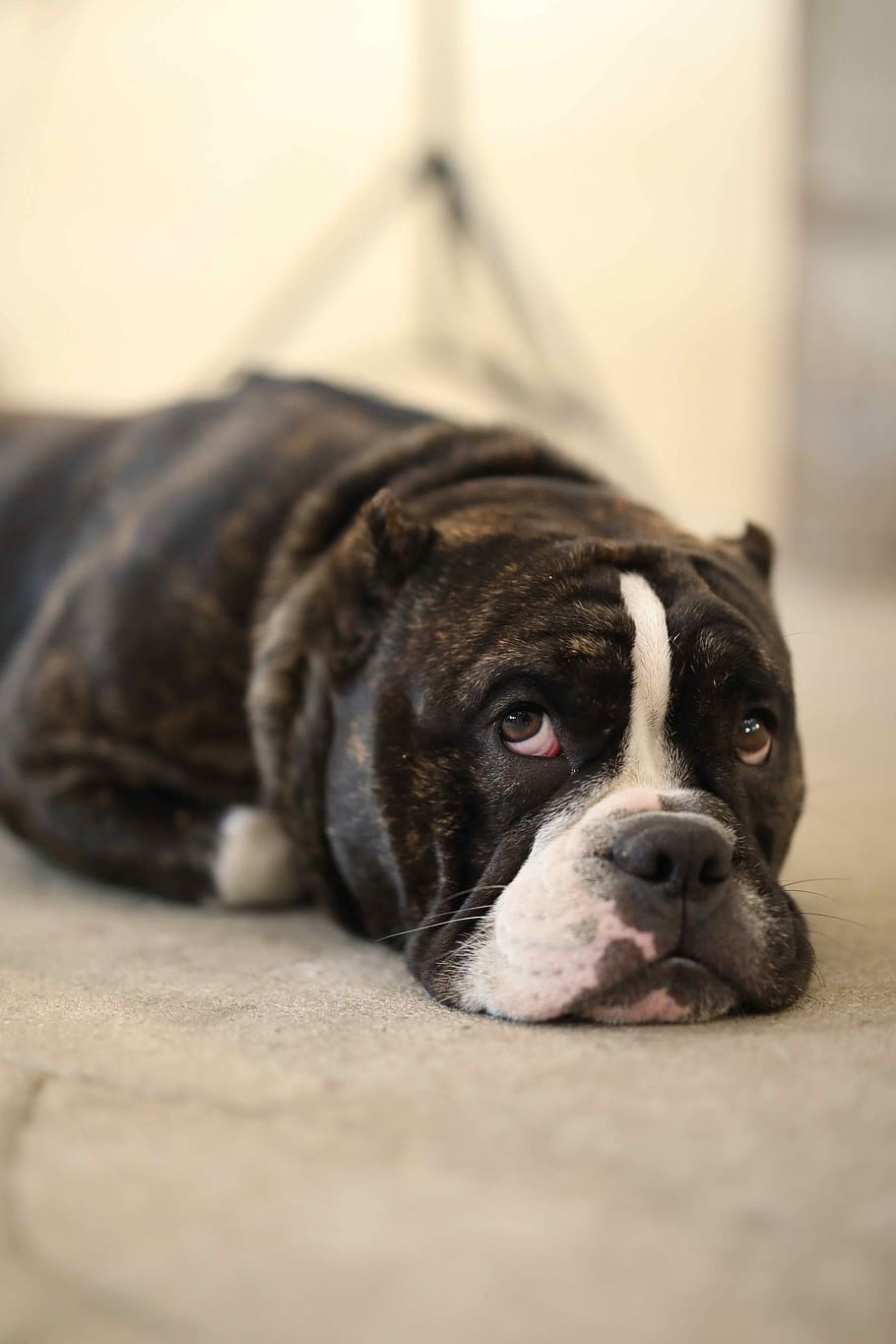 dog lying on beige surface, one animal, canine, animal themes HD wallpaper