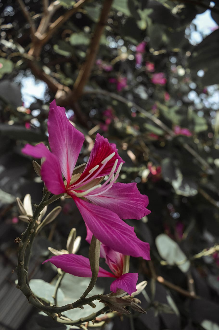 Close Up Photography of Pink Petaled Flowers, bloom, blooming HD wallpaper