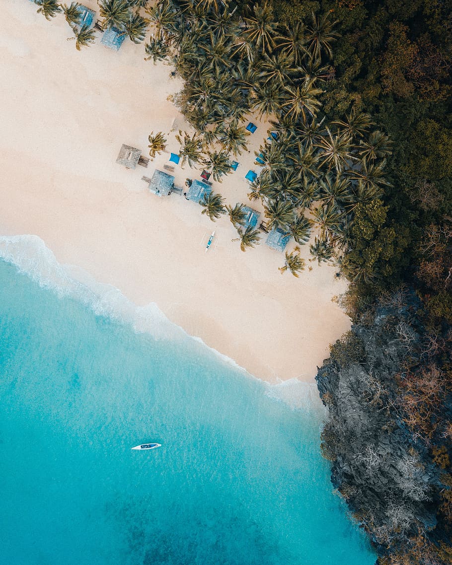aerial view of palm trees, drone view, beach, sea, ocean, shack
