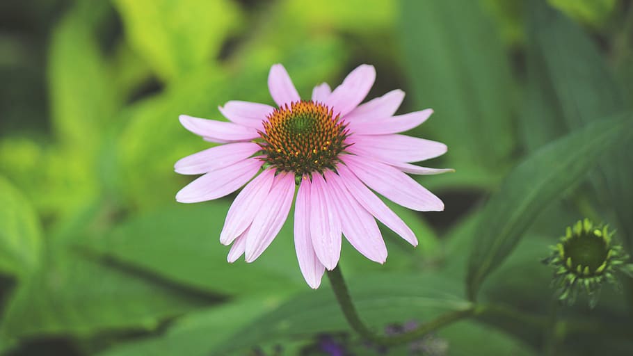 Purple Petaled Flower in Macro Photography, bloom, blossom, close-up HD wallpaper