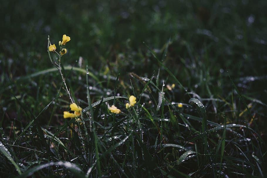flower, background, wallpaper, vsco, autumn, rain, water, waterdrop HD wallpaper