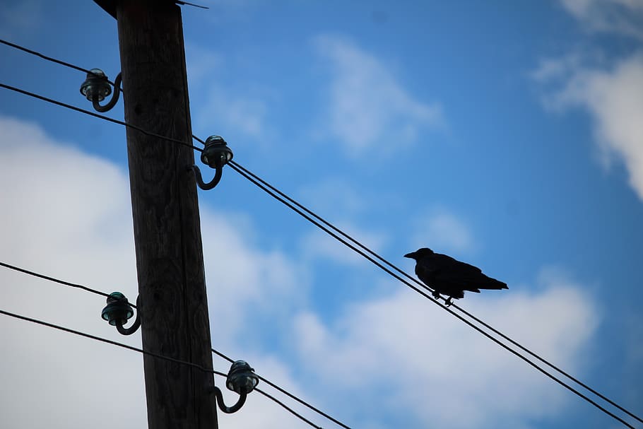bird, air cable, sky, blue, clouds, out of date, phone, telephone pole HD wallpaper