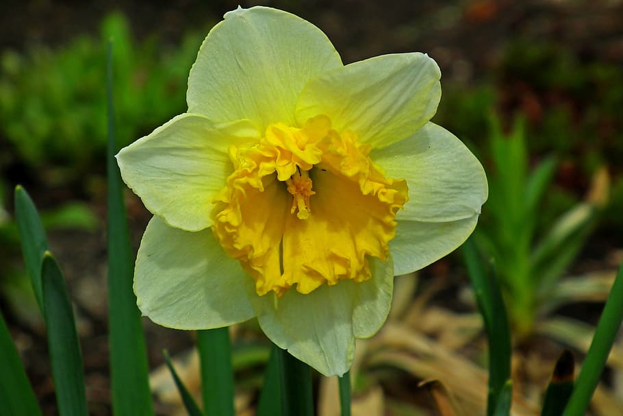 narcissus, flower, spring, easter, garden, macro, nature, closeup HD wallpaper