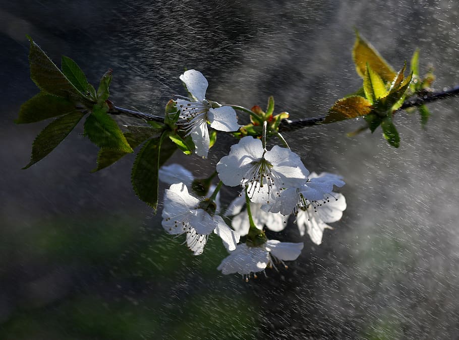 flowers, white, water, splash, casey, tree, spring, nature HD wallpaper