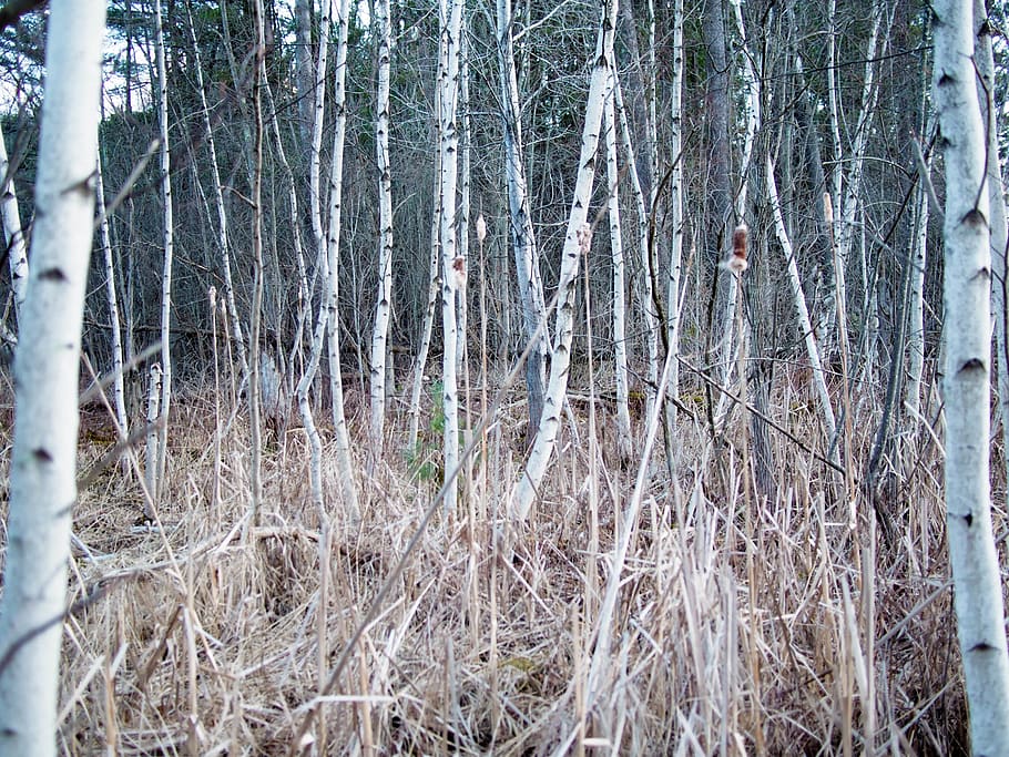 trees, birch, cattails, swamp, woods, plant, tree trunk, land HD wallpaper