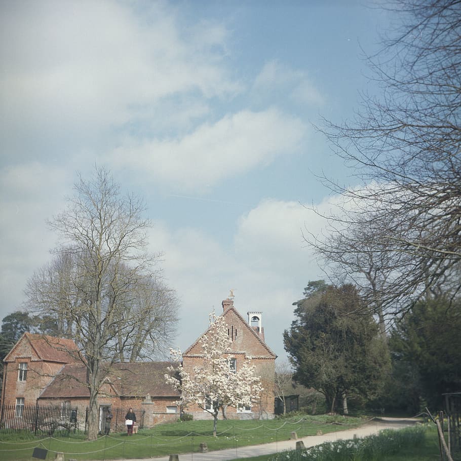 The Vyne, Hampshire, grass, plant, tree, 120mm, film photo, analog HD wallpaper