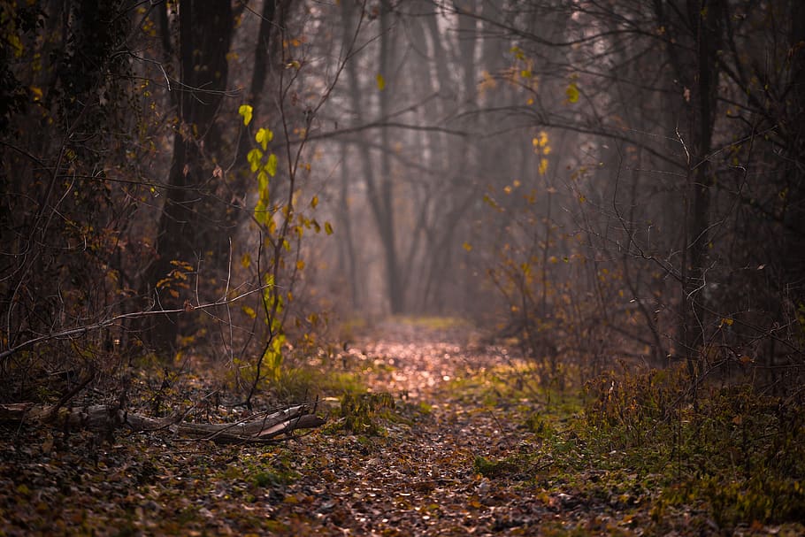 Green Grasses, bright, colors, daylight, environment, fog, forest HD wallpaper