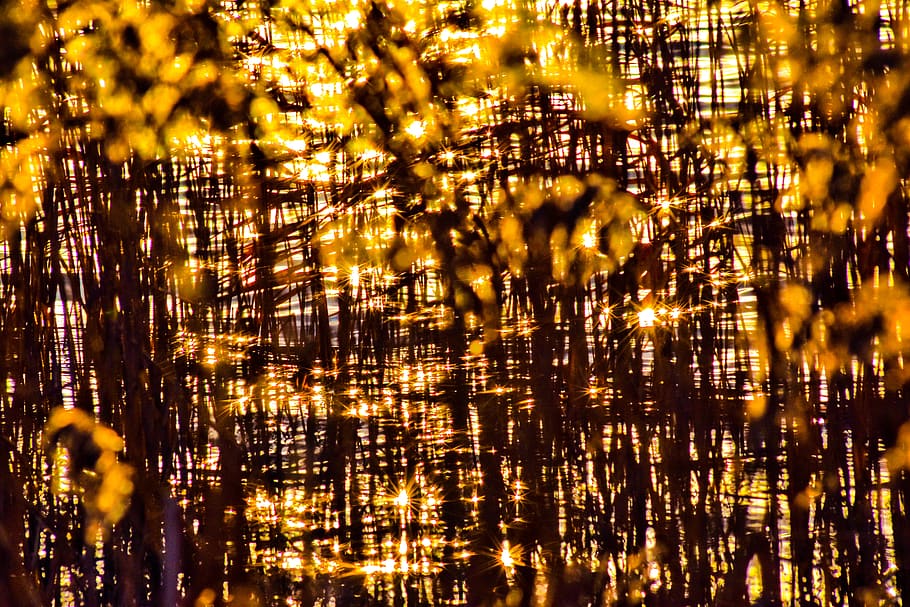kent, stodmarsh, refracted light, water, orange, reeds, sunset HD wallpaper