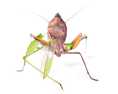 praying, mantis, insect, pacification, conciliation, animal HD wallpaper