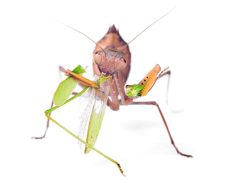 praying, mantis, insect, pacification, conciliation, animal HD wallpaper