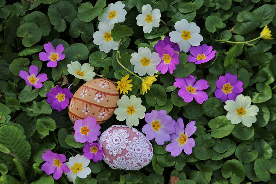 easter, easter eggs, prymule, primula, foliage, lila, spring HD wallpaper