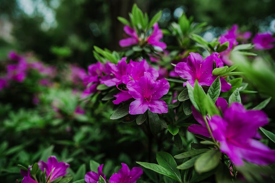 purple petaled flower, flowering plant, beauty in nature, freshness HD wallpaper