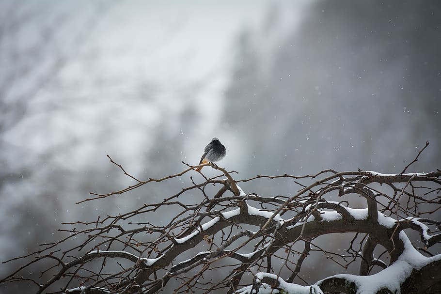 bird, tree, winter, snow, animal world, nature, vertebrate HD wallpaper