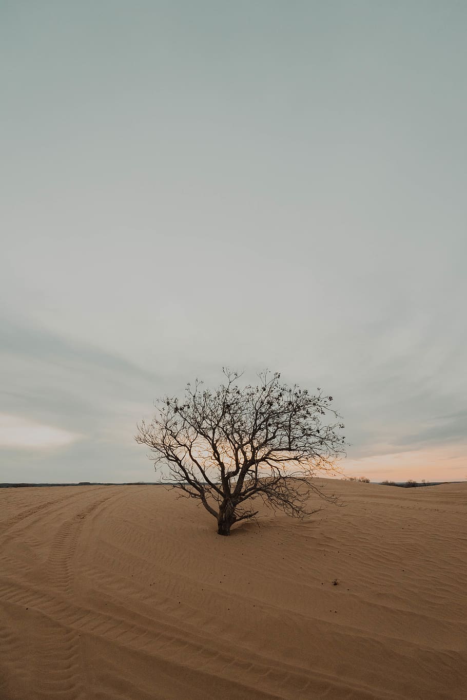 leafless tree during daytime, sky, landscape, environment, tranquil scene HD wallpaper