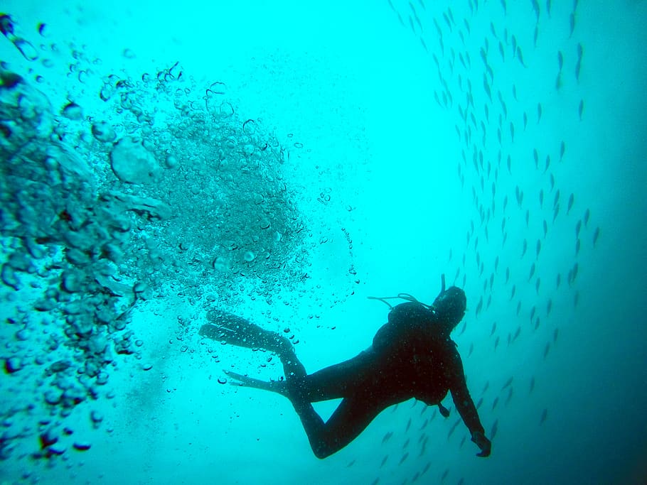black diver photo, underwater, swimming, animal, animal themes HD wallpaper