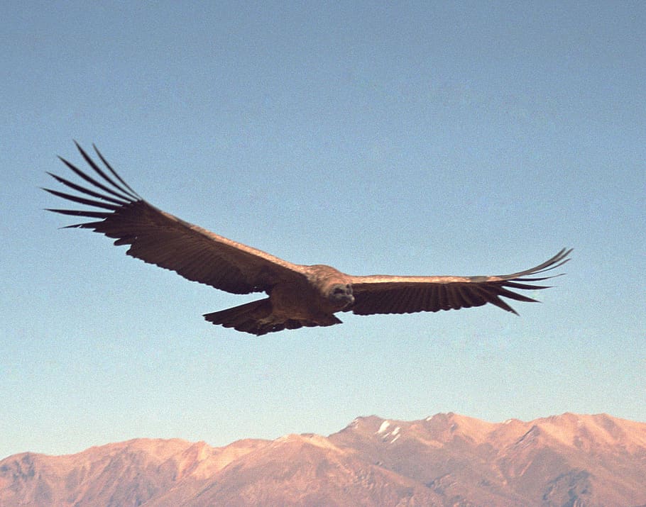 peru, chivay, colca canyon, condor, fly, sky, bird, flying, HD wallpaper