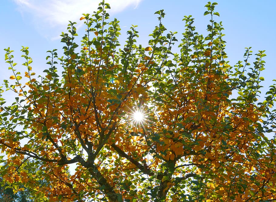 autmn, tree, sun, sky, plant, sunlight, low angle view, beauty in nature HD wallpaper