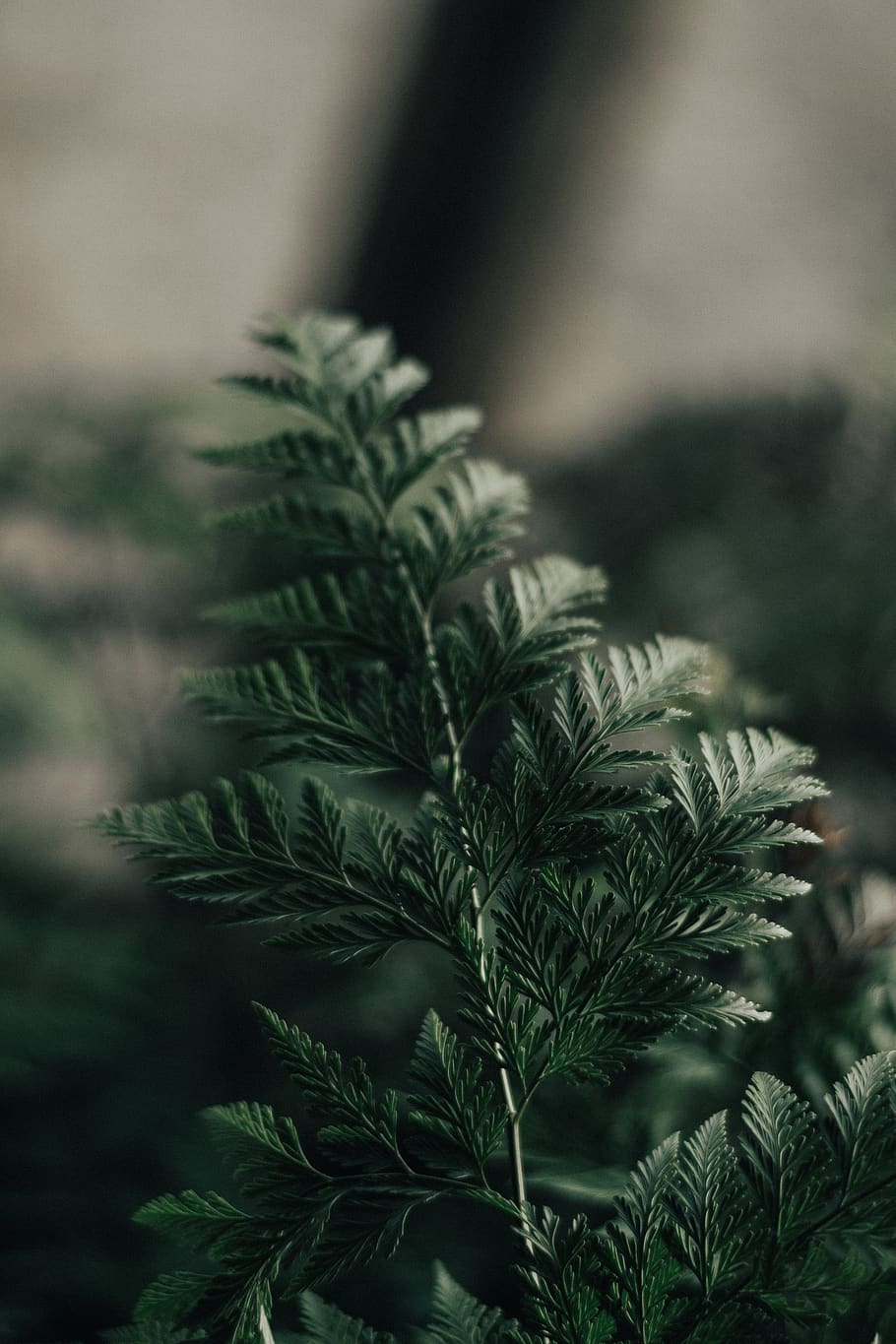 Green-leafed Plant, blooming, blurred background, botanical, bright HD wallpaper