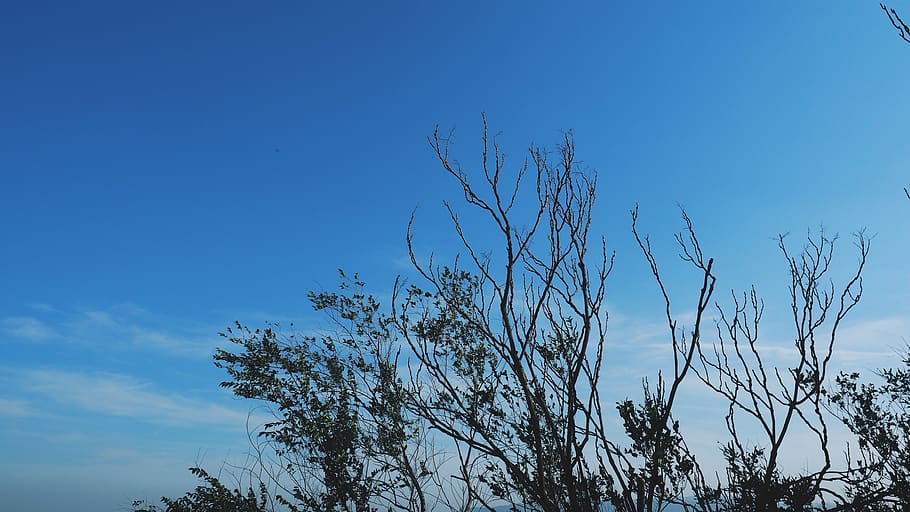 sky, sun, sunshine, plant, low angle view, tree, blue, nature HD wallpaper