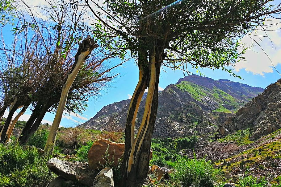 india, jispa, tree, plant, mountain, beauty in nature, scenics - nature HD wallpaper