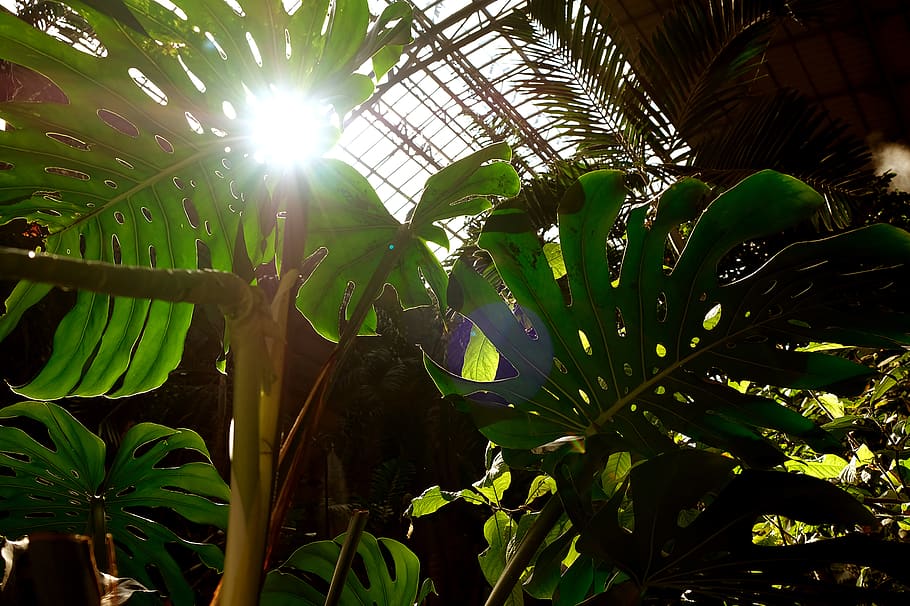 light, flare, spain, madrid, plant, sunlight, madrid atocha, HD wallpaper