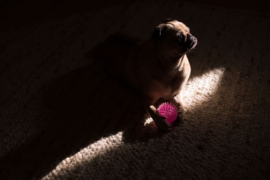 dark, room, pug, dog, animal, pet, ball, play, carpet, light HD wallpaper